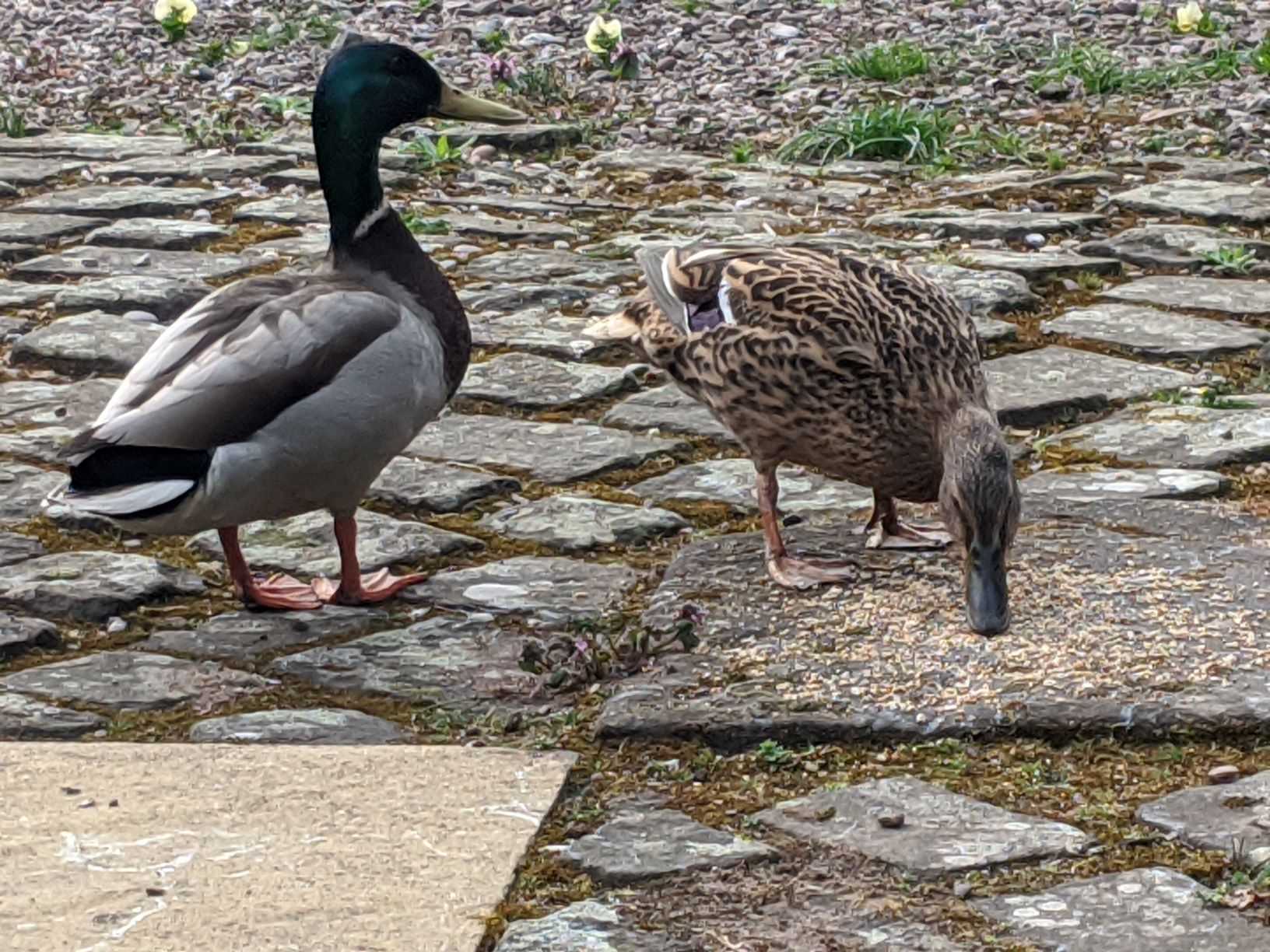 Ducklings on the pond, May 2nd 2020