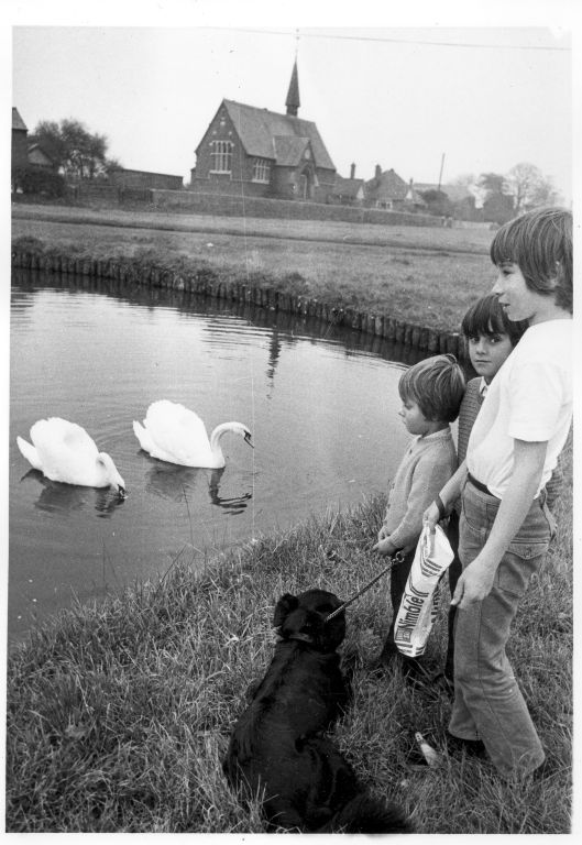 Swans on Hankelow pond in 1973