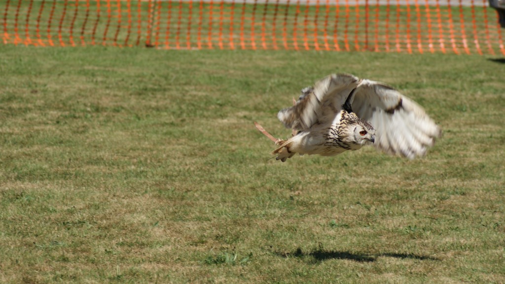 Hankelow Fete 2017