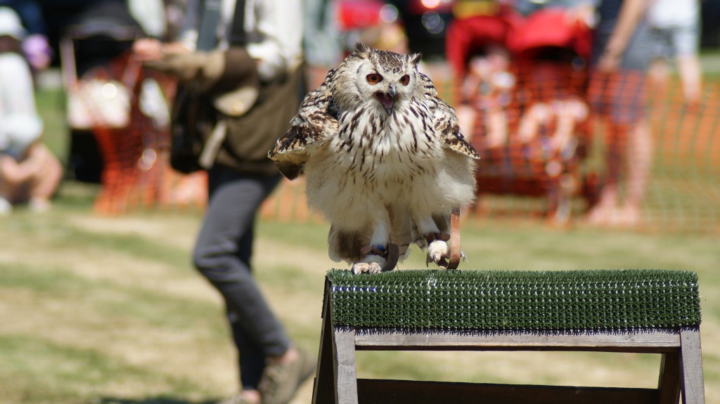 Hankelow Fete 2017