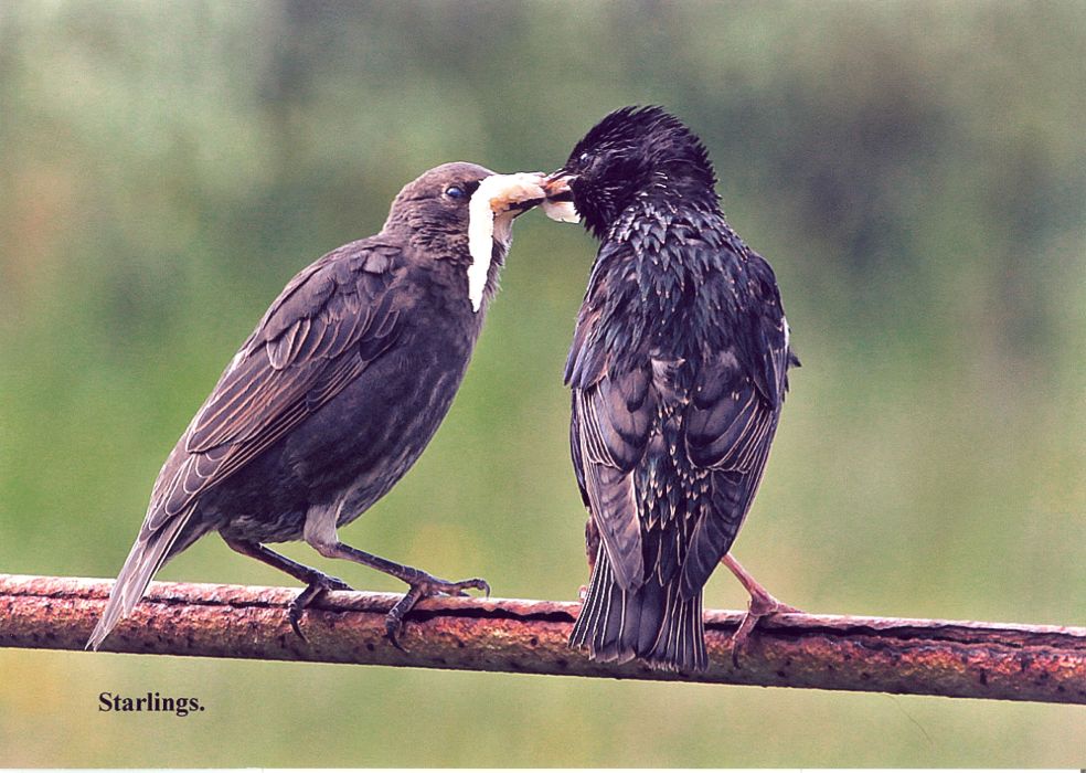 A starling feeding one of its fledglings