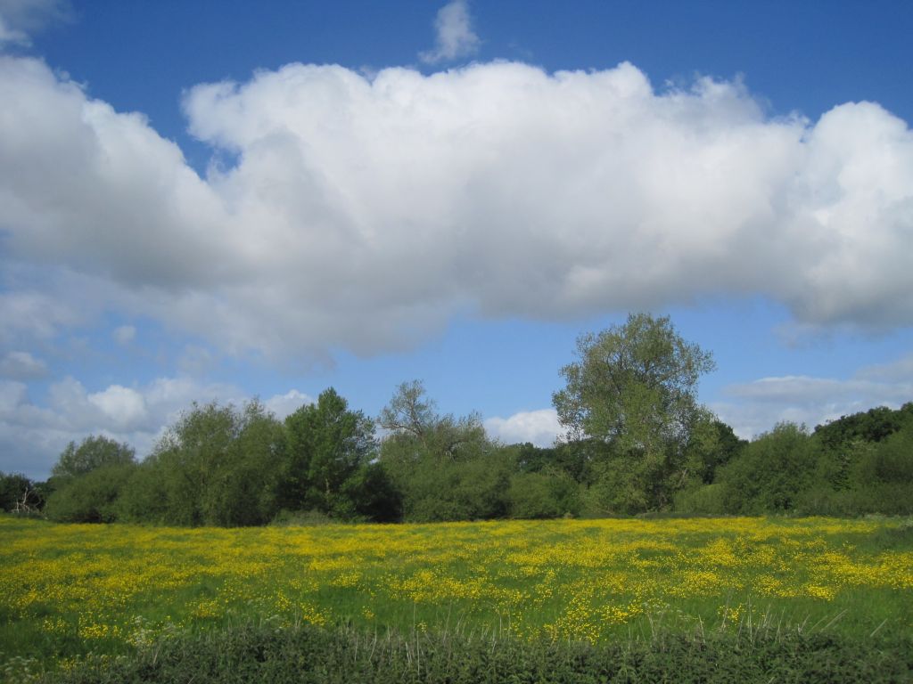 Buttercup Meadow