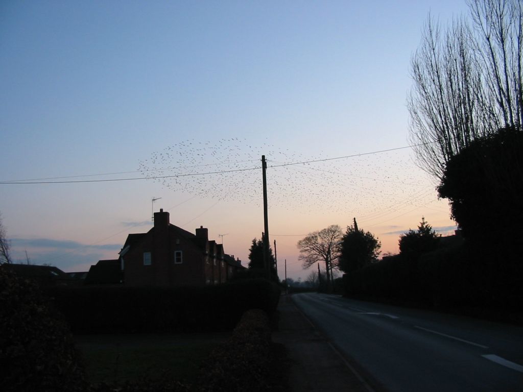 Starlings about to roost by Audlem Road - 6th February 2007