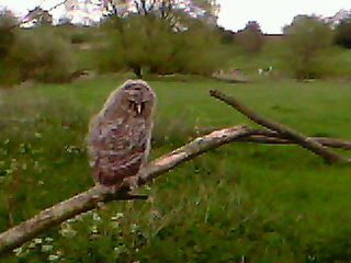 A fledgling tawny owl seen near to the River Weaver in Hankelow in May 2012