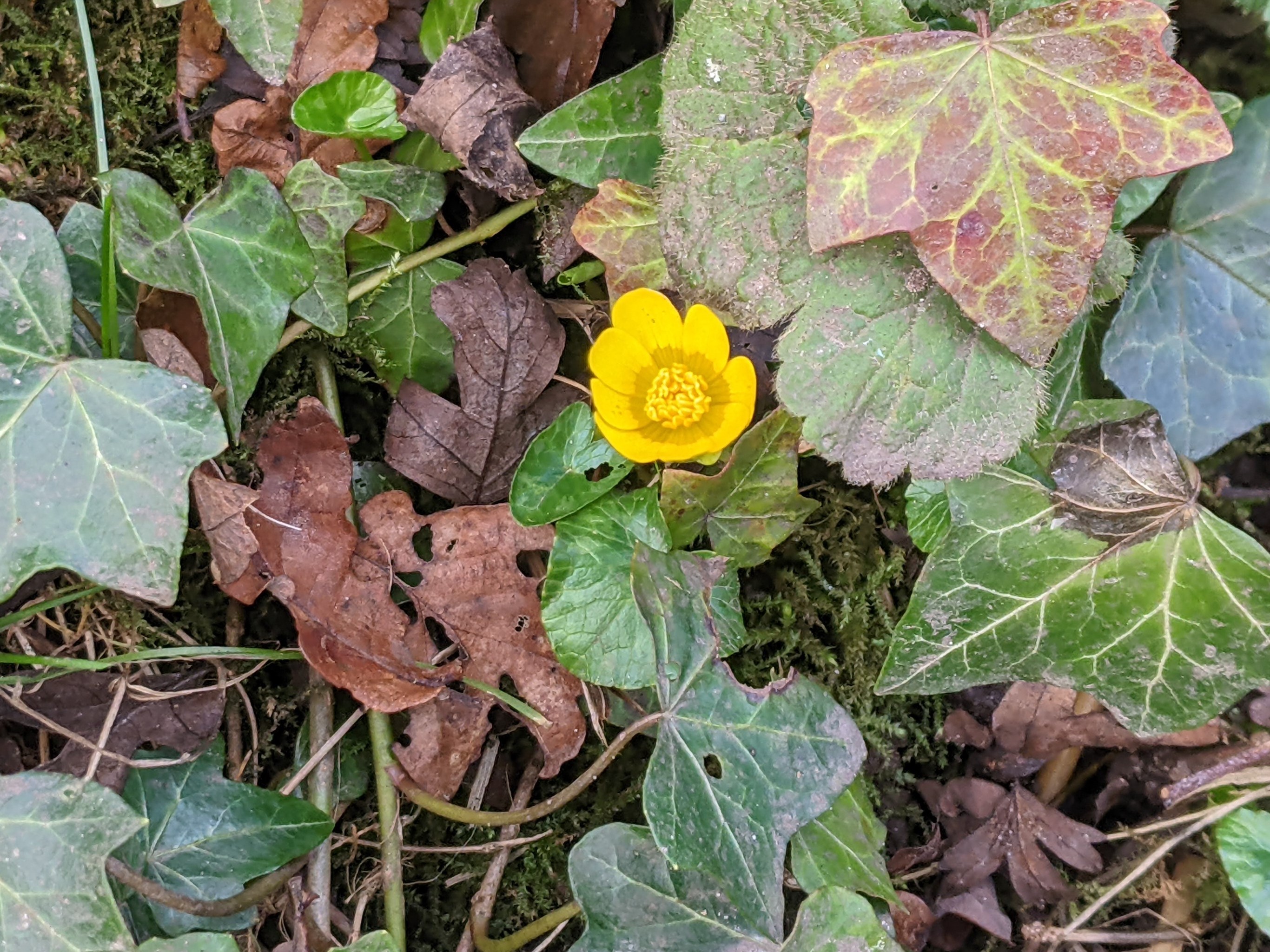 Early Celandine, January 1st 2022
